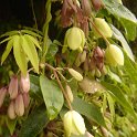 Holboellia coriacea